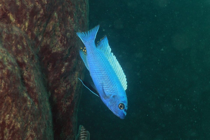 Labeotropheus trewavasae 'Nkhata Bay'